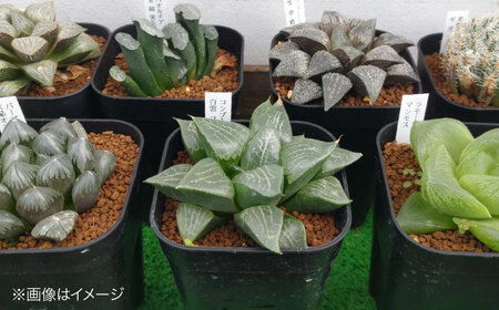 多肉植物 高級ハオルチア2品種2鉢セット 室内 植物 セット ハオルシア クリスタルプランツ 三次市/園芸王国パスタイム[APCJ007]