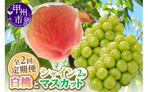 【定期便】旬を味わい尽くせ!!白桃とシャインマスカットの全2回【2026年発送】（AGB）C2-401 【桃 もも モモ シャインマスカット 葡萄 ぶどう 令和8年発送 期間限定 山梨県産 甲州市 フルーツ 果物】