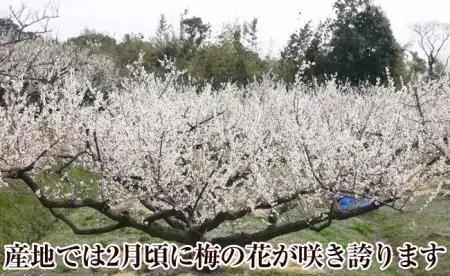 【0608-4】厳選紀州南高梅四種詰合せ