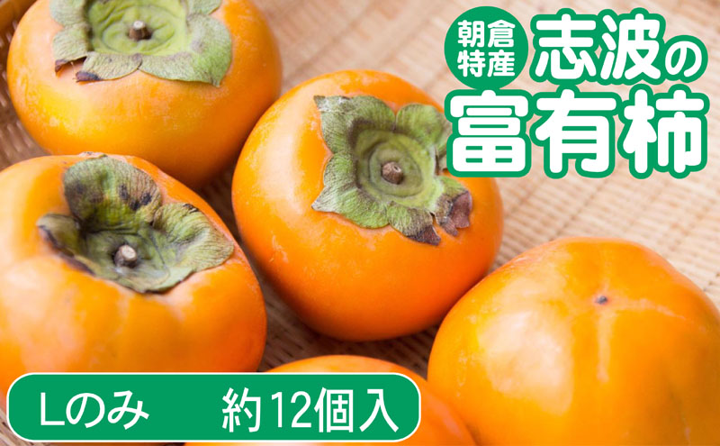【朝倉市制施行20周年記念企画】 柿 志波の富有柿 Lサイズのみ×約12個入 ゆう美果樹園 ※配送不可：離島