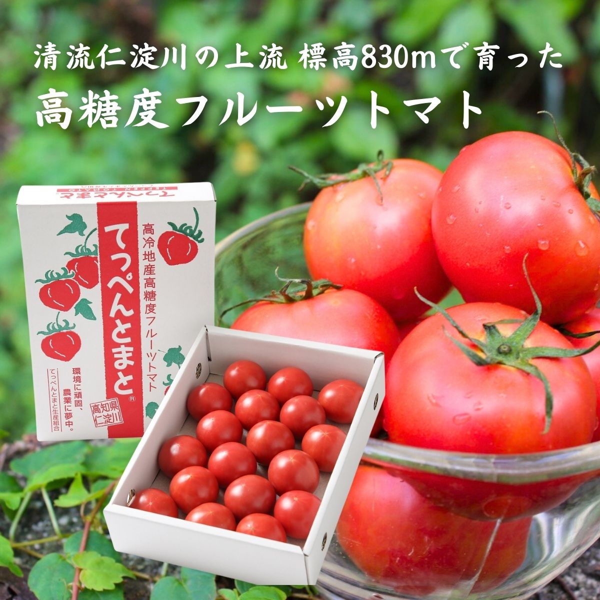 0211101【ふるさと納税】無加温で収穫する　夏秋限定の　[てっぺんとまと]（1kg/1箱）※令和6年10月中旬で受付終了