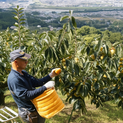 柳フルーツ園 たねなし柿 約10kg　【2025年秋冬配送】