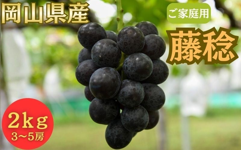 
                  【2026年先行予約】＜ご家庭用＞岡山県産 藤稔 ２kg以上 (3~5房)【fsfm001-01】
                