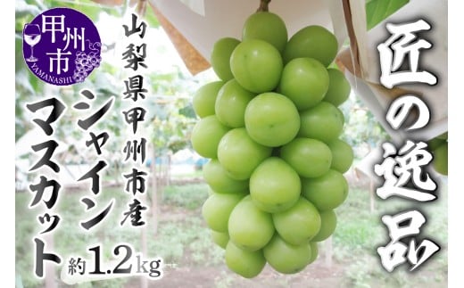 匠の逸品 シャインマスカット 約1.2kg（2～3房入り）【2026年発送】（NK）B-422【シャインマスカット 葡萄 ぶどう ブドウ 令和8年発送 期間限定 山梨県産 甲州市 フルーツ 果物】