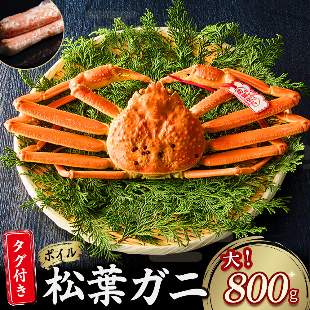 【ふるさと納税】 【魚倉】タグ付き ボイル 松葉ガニ （大 800g 以上） ズワイガニ 松葉蟹 冷蔵 カニ かに かにしゃぶ 【11月から3月発送予定】 松葉かに