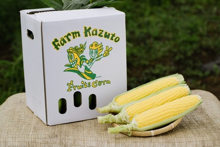 2026年夏のご予約受付開始！ 信濃町名産とうもろこし『ファームかずとのゴールドラッシュ 20本セット』粒皮が薄く生でも食べられる、フルーツを凌ぐほどの甘いとうもろこし 朝採れを農場から直送　令和8年