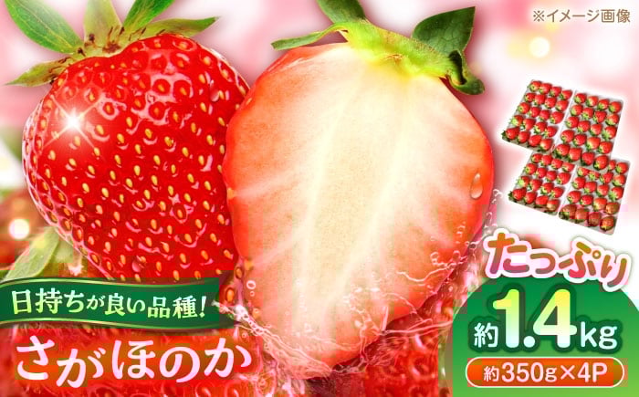 
            【先行予約】いちご さがほのか 百花園ファーム 約1.4kg（約350g×4P）20粒/P Lサイズ 【亀井通産 株式会社】 [AYBQ085]
          