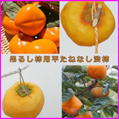 ふるさと納税 印南町 吊るし柿用 生渋柿 ひもセット【 T字軸枝付 or吊しクリップ付】 約50〜90果14.5〜15kg