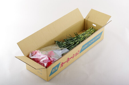 【毎月定期便(全3回)】 カーネーション 産地直送 高級 生花 切花 50本 茎丈 65cm ギフト プレゼント 【西九州させぼ地域商社 & 黒髪カーネーション】 カーネーション カーネーション 切り
