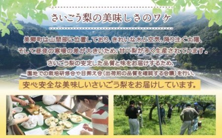 【期間限定発送】 梨 新興 6～7個 [農産物直売所 美郷ノ蔵 宮崎県 美郷町 31ab0134] なし ナシ 果物 くだもの フルーツ 美郷町産 ジューシー さいごう梨