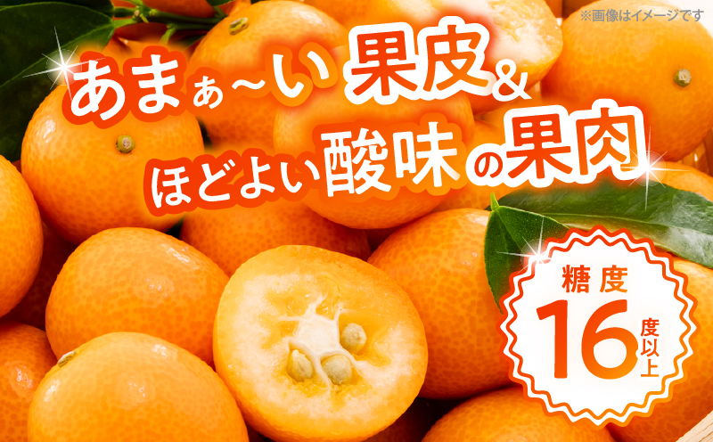 【1週間以内発送】ゴトウさんの 宮崎 完熟 きんかん 約550g(計35玉) 期間限定 フルーツ 果物 くだもの 金柑 柑橘 青果 キンカン 国産 食品 人気 おすすめ ギフト 贈り物 贈答 おすそ分