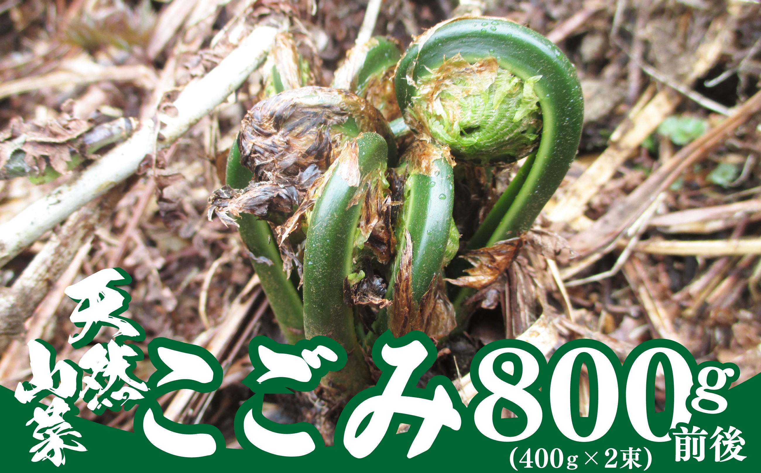 
                  予約受付【天然山菜】こごみ　45P3205 / 山菜 天然 山 自然 こごみ コゴミ くさそてつ クサソテツ 東北 秋田 大館 天然山菜 天然もの 胡麻和え てんぷら 煮物 春の山菜
                