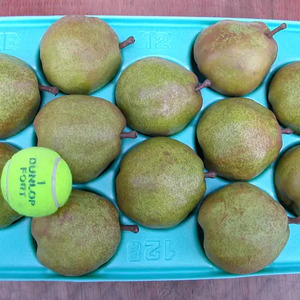 【先行予約】お好みの硬さをドンピシャで。皮ごと食べられる ラフランス 5kg |  西洋梨 長野県 松本市 信州産 梨 果物 くだもの フルーツ ふるーつ