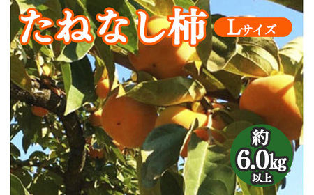 たねなし柿 約6.0kg ※着日時はご指定いただけません 10月中旬から11月中旬順次発送  | フルーツ 果物 くだもの 柿 かき カキ 奈良県 五條市