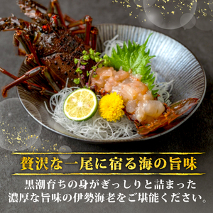 【 伊勢海老 】 訳あり 魚商人組合