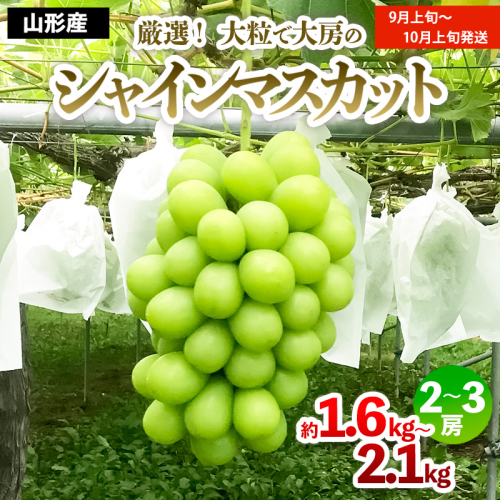 厳選！大粒で大房のシャインマスカット 秀品 2～3房入り（約1.6kg～2.1kg）[前半]【令和8年産先行予約】FS24-605