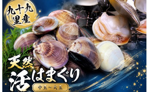 
                  九十九里産　天然　活はまぐり（中玉～大玉） 約1kg（10～16個前後）/約2kg（20～32個前後） / はまぐり ハマグリ 蛤 天然 活はまぐり 活ハマグリ 活蛤 中玉 大玉 貝 貝類 魚介 魚貝 海鮮 1kg 2kg 九十九里産 産地直送 産直 千葉県 匝瑳市
                