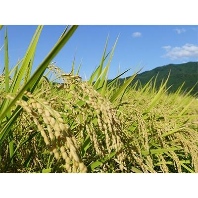 ふるさと納税 丹波市 兵庫県丹波市産コシヒカリ「丹波ひかみ米」5kg×2 |  | 01