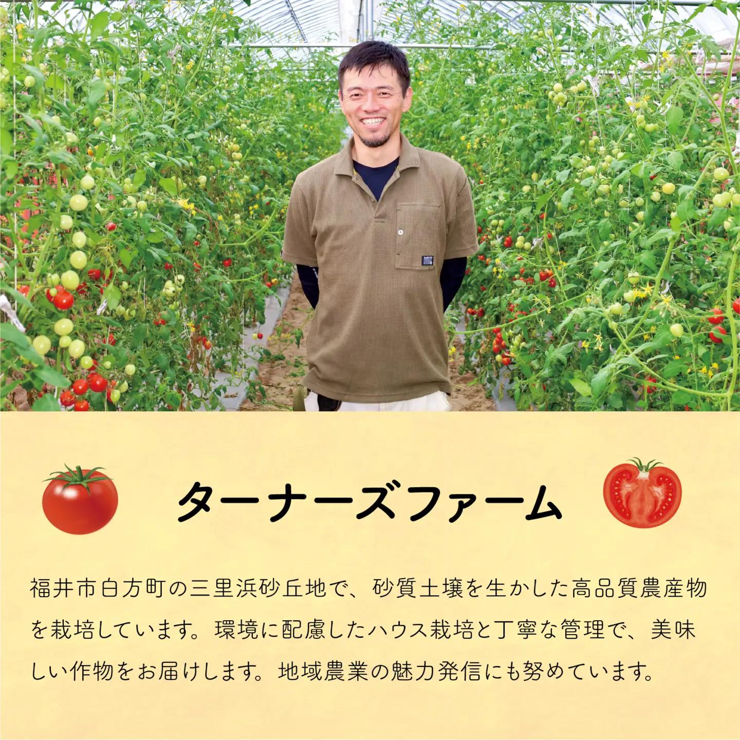 【先行予約】甘くて皮が薄く食べやすい　福井市産ミディトマト『越のルビー』2kg以上【2026年9月中旬より順次発送】[A-180003] / トマト