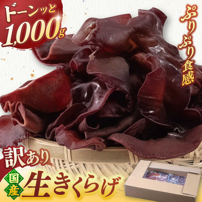 【ふるさと納税】【お中元対象】福岡県産 生きくらげ 1kg 木耳 キクラゲ 国産 ▼訳あり 訳アリ わけあり ワケアリ アウトレット 自宅用 きくらげ 生キクラゲ 生木耳 日本産キクラゲ 大容量 きくらげ国産 きのこ 国産 不揃い 桂川町/オドラ株式会社[ADBA001]7000 7000円