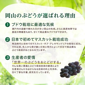 ピオーネ ぶどう 岩原農園 岡山県産 ピオーネ【約2kg 3〜5房】【先行予約】