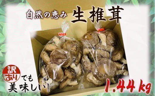 訳ありでも美味しい！自然の恵み生椎茸1.44kg ／ しいたけ 野菜 煮物 鍋 栄養 埼玉県 No.468