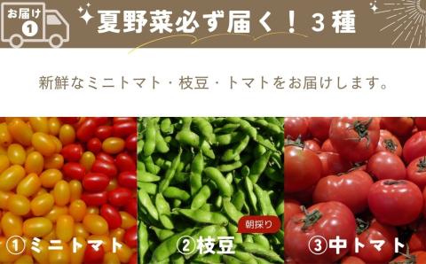 【 先行予約 】 夏の宝石野菜と三五八(さごはち) セット 数量限定 野菜 夏野菜 やさい 三五八 さごはち 発酵 発酵食品 健康 腸活 農家直送 新鮮 ギフト 贈答 人気 ミニトマト 枝豆 レシピ 