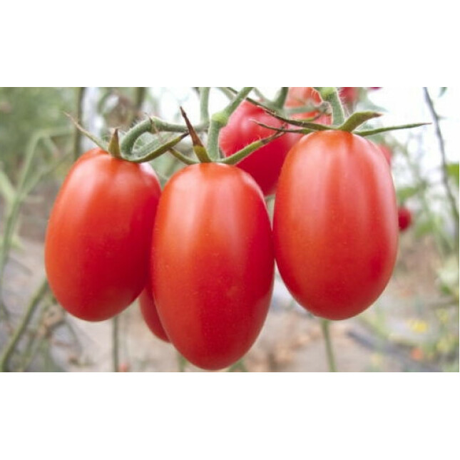 【6月出荷分】和歌山産ミニトマト「アイコトマト」約2kg（S・Mサイズおまかせ） ※北海道・沖縄・離島への配送不可 ※2025年6月上旬～6月下旬頃に順次発送予定