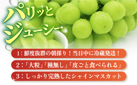 【2024年8〜10月発送】【ご家庭用】シャインマスカット 1.2kg前後（2房） 長与町/果豊園[ECL005] / シャインマスカット マスカット フルーツ 果物 シャインマスカット マスカット 