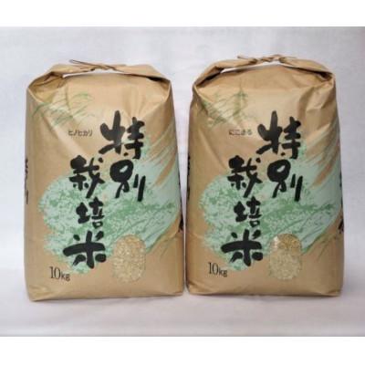 ふるさと納税 諫早市 【令和7年産】特別栽培米　九州のこだわり玄米　食べ比べ10kg×2