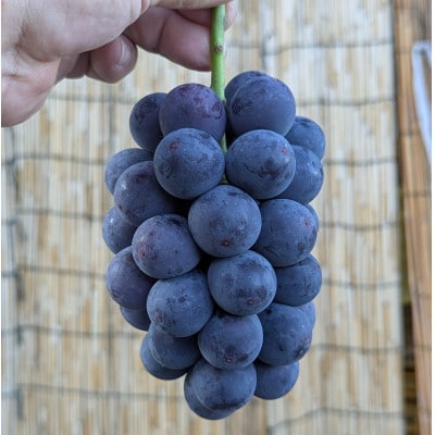 【2026年夏発送】お試しサイズ約1kg　梅田農園の種無し巨峰　来季分先行受付【配送不可地域：離島】