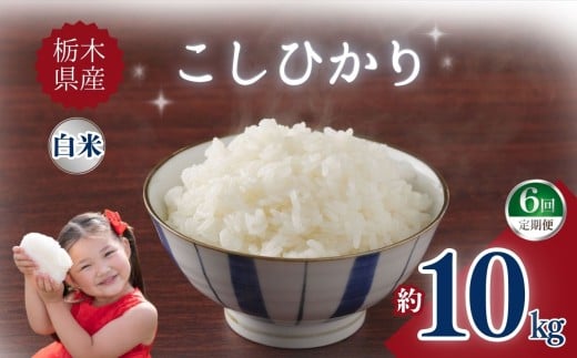 【定期便6回】栃木県産こしひかり 10kg | お米 米 こめ ご飯 美味しい ふるさと 栃木県 矢板市 【栃木県共通返礼品】 ブランド米