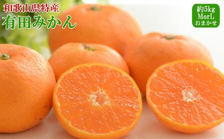 [秀品]和歌山有田みかん約5kg(MまたはLサイズ) ★2026年11月中旬頃より順次発送［TM98］