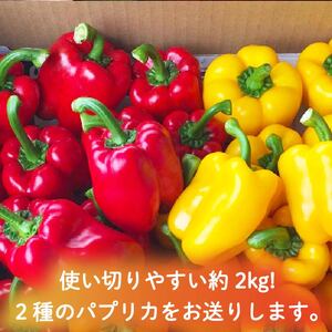 パプリカ 2kg 和 パプリカ 国産 牧之原産 和ぷりか 赤 ＆ 黄色 セット サラダ 野菜 新鮮 やさい パプリカ ぱぷりか パプリカ
