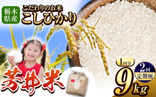 【定期便2回】那珂川町産芳井米 3kg×3 | コシヒカリ お米 精米 美味しい 白米 とちぎ 玄米 共通返礼品 送料無料 那珂川町 栃木県