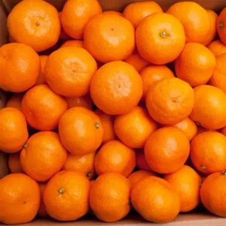 プレミアム 有田みかん5kg+250g(傷み補償分)【光センサー選果】【配送不可地域：離島・北海道・沖縄県】【1313684】
