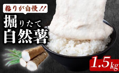 安田町産 粘りが自慢 掘りたて自然薯1.5kg 自然薯 とろろ 1.5kg  採れたて 新鮮 野菜 白米 ご飯のお供 粘り ヘルシー 健康 じねんじょ 希少 ふわふわ もちもち 高知県 安田町  JN-05