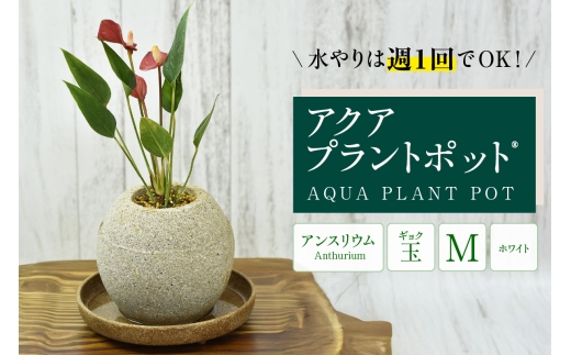 アクアプラントポット®　玉Ｍ（ホワイト） 植木鉢　アンスリウム（2090）