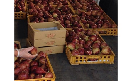 No.281 朝採りいちじく4kg