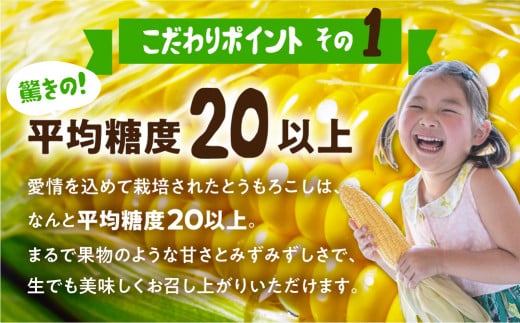 《期間限定》2026年先行予約 平均糖度20度以上 極甘とうもろこし 10～12本 鮮度保持袋入り