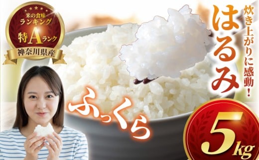 こめ コメ 令和7年 はるみ 5kg 特Aランク 米 はるみ 精米 白米 お米 2025年 おこめ 精米 R7 ご飯 ごはん 数量 限定 ギフト 白飯 予約 ツヤ キヌヒカリ コシヒカリ こしひかり kome ※ おにぎり はくまい ブランド米 農家直送 産地直送 藤沢洋蘭 神奈川 湘南 藤沢