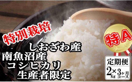 
            【令和7年産】【定期便：２Kg×3ヶ月】特別栽培 生産者限定  南魚沼しおざわ産コシヒカリ【2025年10月上旬より順次発送予定】
          