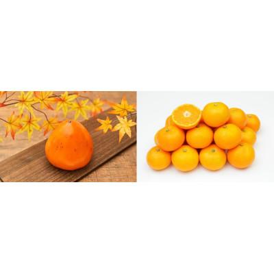 ふるさと納税 八幡浜市 八幡浜産「富士柿2.5kg」「温州みかん3kg」旬の果物食べ比べセット【C56-51】