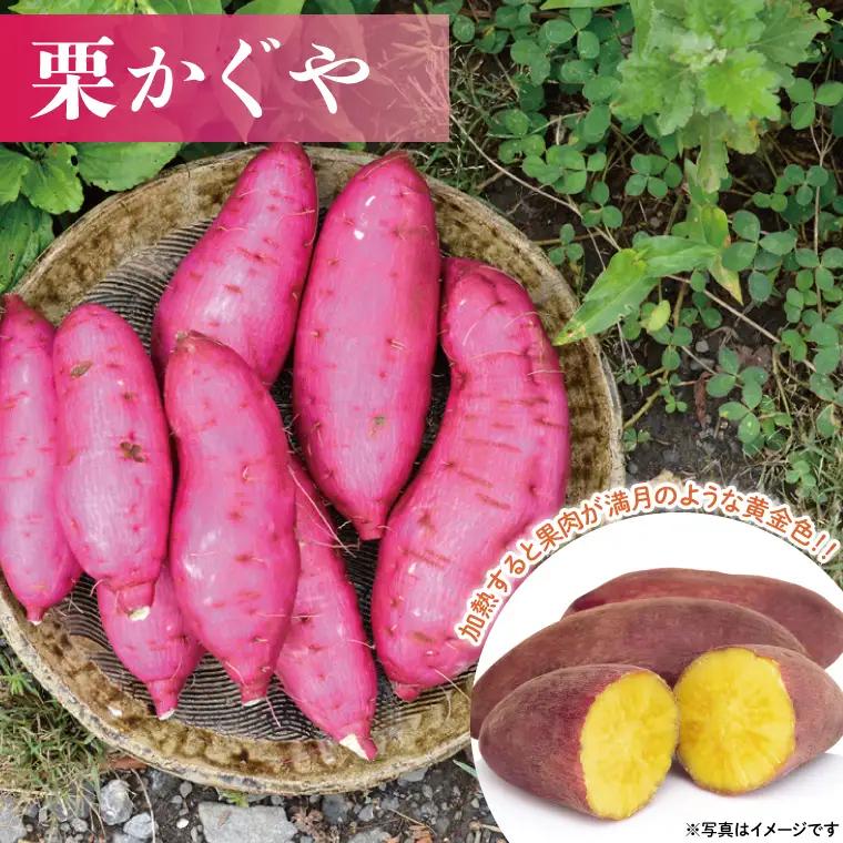 さつまいも 6kg 栗かぐや 益子町 AU016