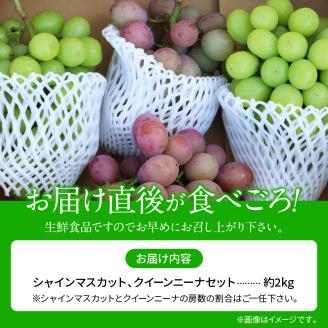91-4 先行予約 シャインマスカット クイーンニーナ セット 約2kg マスカット 葡萄 フルーツ 果物 果実 皮ごと 種なし 赤ブドウの女王 エコファーマー マルショウぶどう園 お取り寄せ ギフト