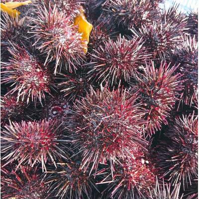 ふるさと納税 小樽市 北海道小樽市[漁師直送]塩水キタムラサキウニ100g×6パック 【2026年5月下旬より発送】 |  | 02