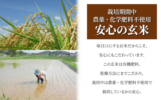 【令和7年産】八重原産コシヒカリ玄米「極」（栽培期間中農薬化学肥料不使用）4kg【太陽と大地】
