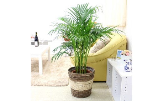 【観葉植物】アレカヤシ 8号 ストライプバスケット鉢カバー 土の表面：ウッドチップ 【観葉植物 インテリア 部屋 おしゃれ 福岡県 筑前町 送料無料 AG041】