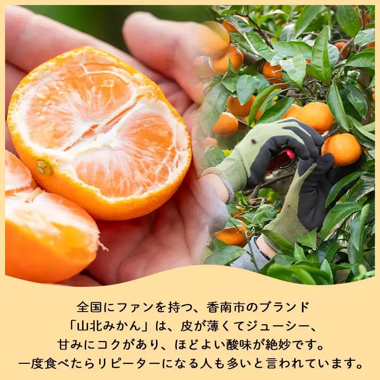 【柑橘】山北みかん 3kg 秀品 柑橘 yk-0080