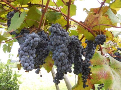 八千代夢ワインシリーズ　夢（赤ワイン）1本【茨城県共通返礼品・八千代町】_CY01◇｜お酒 洋酒 瓶 750ml ※着日指定不可 ※沖縄県への配送不可◇